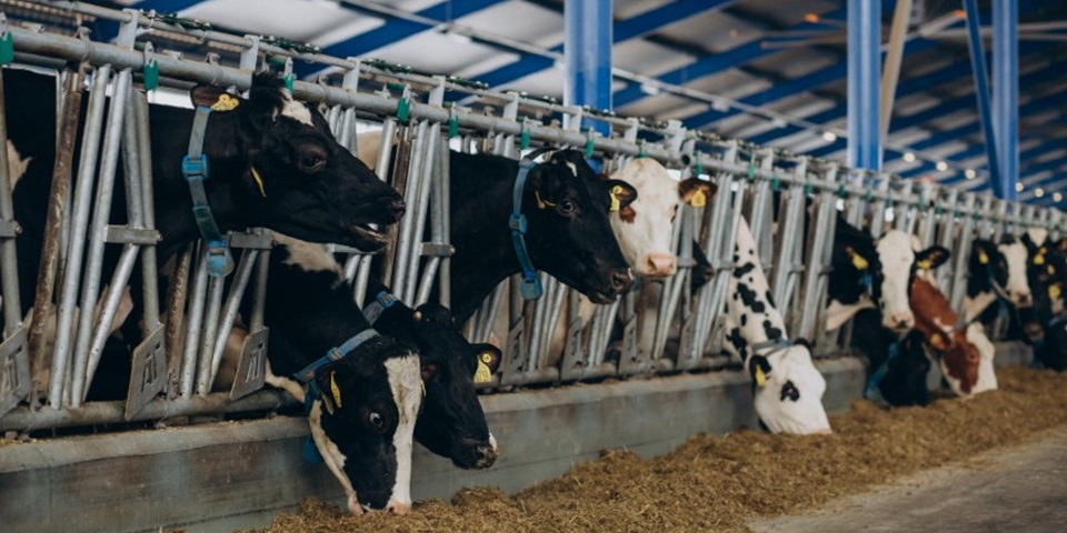 Cow in cowshed on farm, Credit Freepik