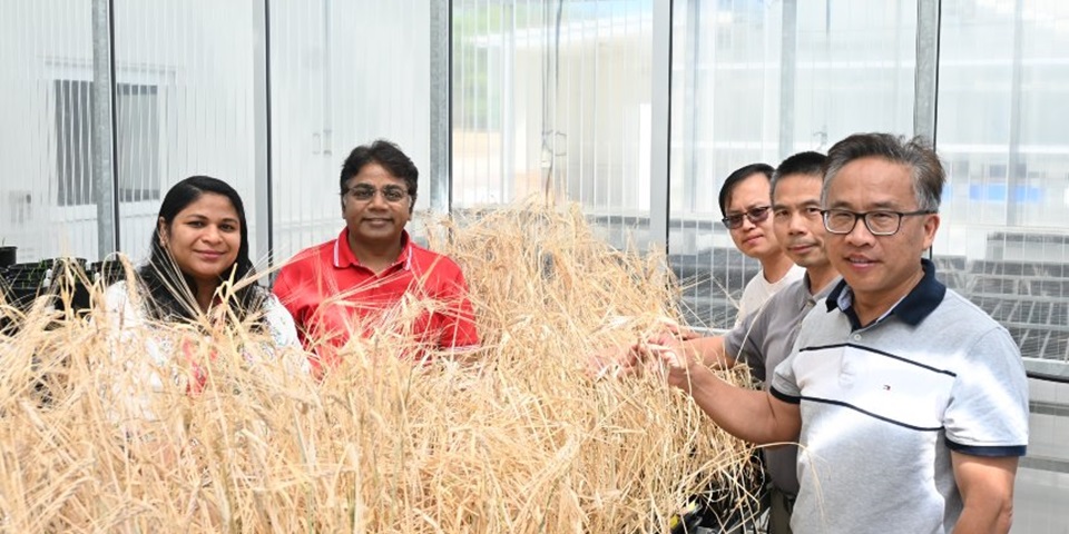 Barley research group