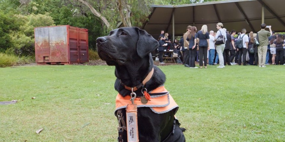 Guide Dog in training “Murdoch” joins final year veterinary students for their badge ceremony