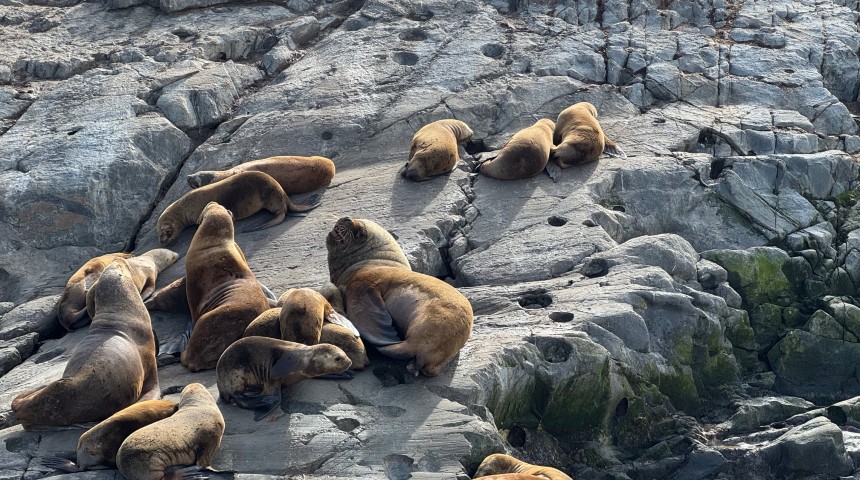 Seals at Ushuaia, Argentina, on the Tierra del Fuego archipelago