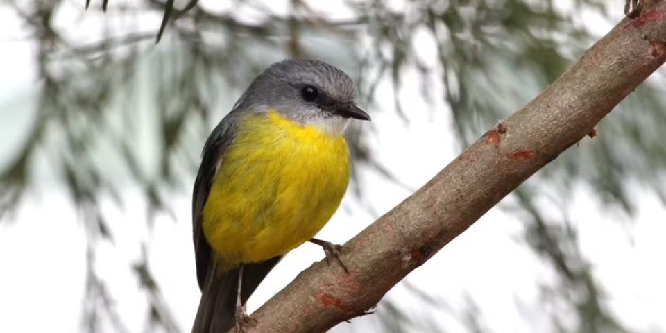 The Eastern Yellow Robin - Image by Rochelle Steven