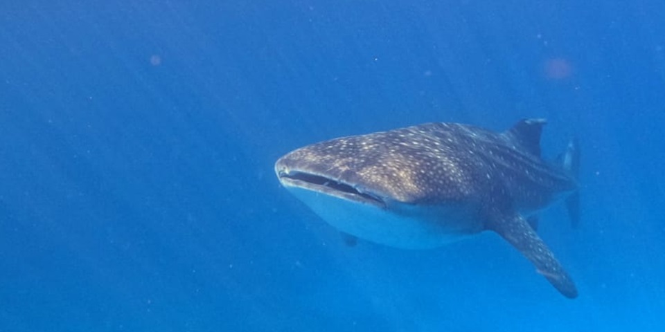 Whale shark swimming towards camera in blue ocean