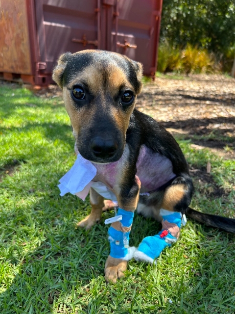 Young kelpie sitting on grass with bandaged feet and stomach