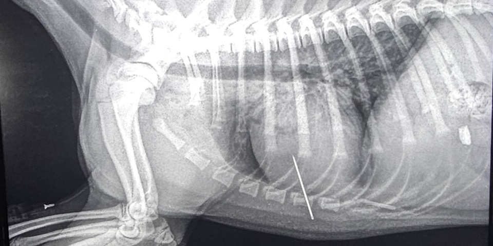 Xray of dog showing needle in heart